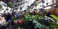 Canberra - Huge Indoor Plant Warehouse Sale - Low Light Party