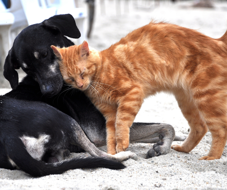 Supporting our local Knox County Humane Society and Knox County Animal Shelter, Mount Vernon, Ohio, United States
