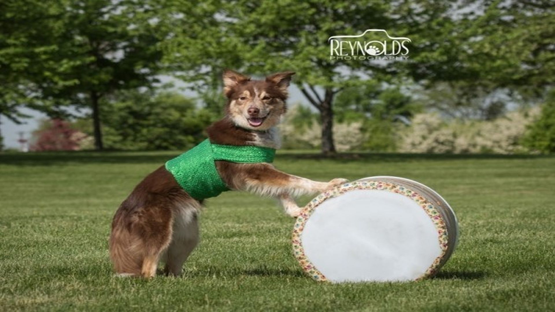 Team Zoom Canine Entertainment, Online, United States