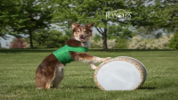 Team Zoom Canine Entertainment