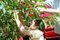 Varick Winery's 16th Annual Cherry Festival