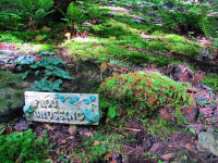 Serenity Moss Garden Final Springtime Viewing! (Saturday, Sunday / 10am - 4pm / June 12th,13th)