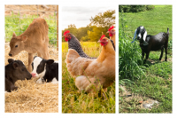 Family Fun Day: Farm Animal Frolic