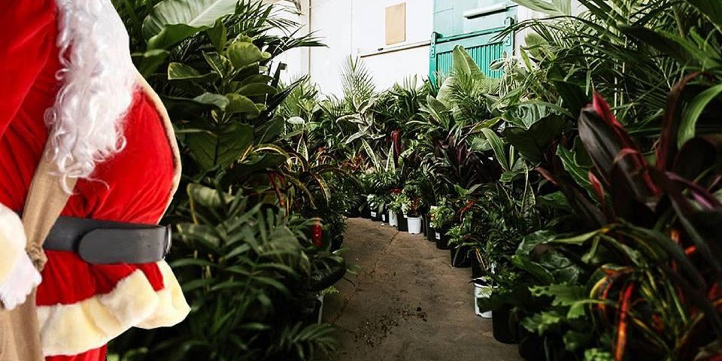 Sydney - Huge Indoor Plant Warehouse Sale - Christmas in July, Sydney, New South Wales, Australia