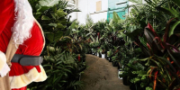 Sydney - Huge Indoor Plant Warehouse Sale - Christmas in July