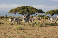 3 Days Masai Mara Camping Safari