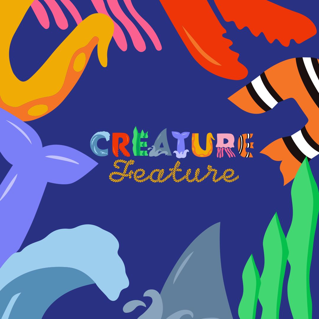 Creature Feature - Right Whale, New Bedford, Massachusetts, United States