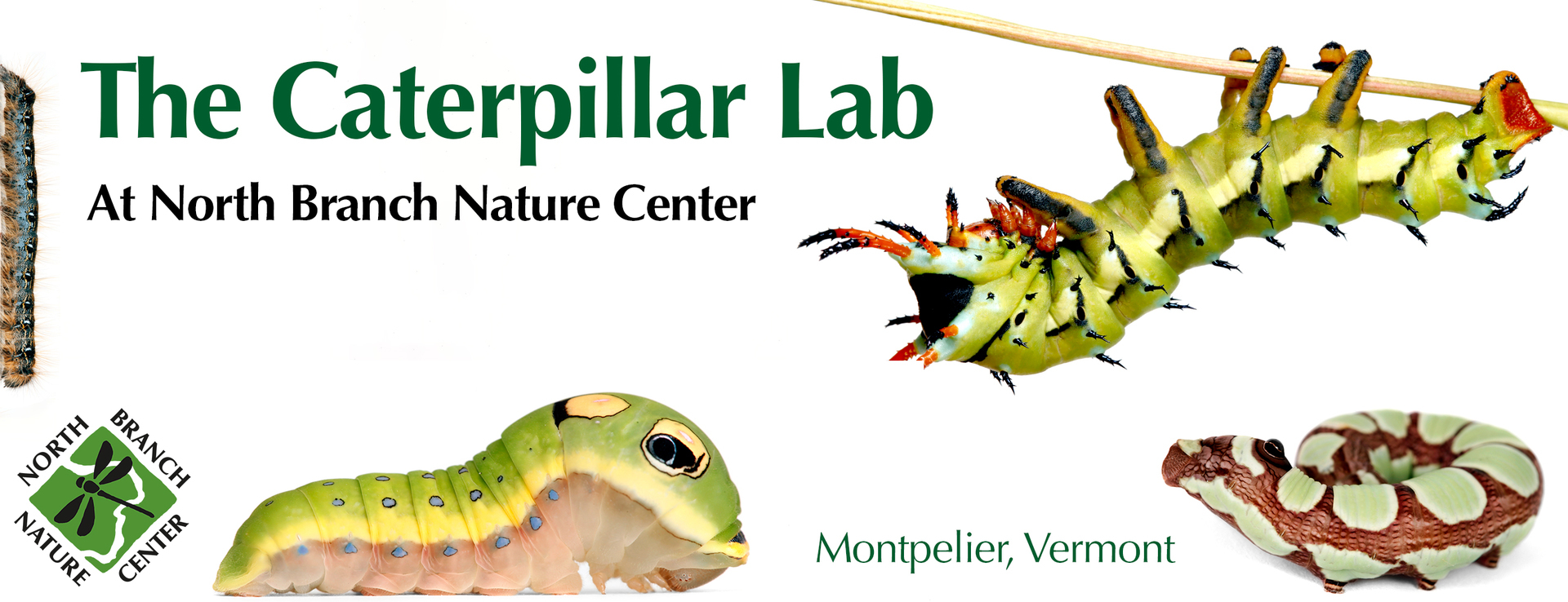 The Caterpillar Lab, Montpelier, Vermont, United States