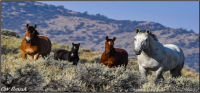 Wild Horse and Burro Adoption, Aug. 27-28, Montpelier, ID