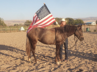 4-H Trained BLM Mustang Adoption, Sat. 9/4 11:30am, EISF Grandstand Arena