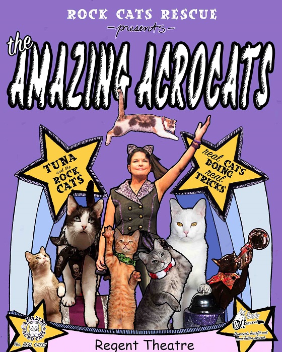 The Amazing Acro-cats Bounce into Boston!, Arlington, Massachusetts, United States