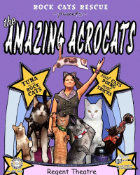 The Amazing Acro-cats Bounce into Boston!