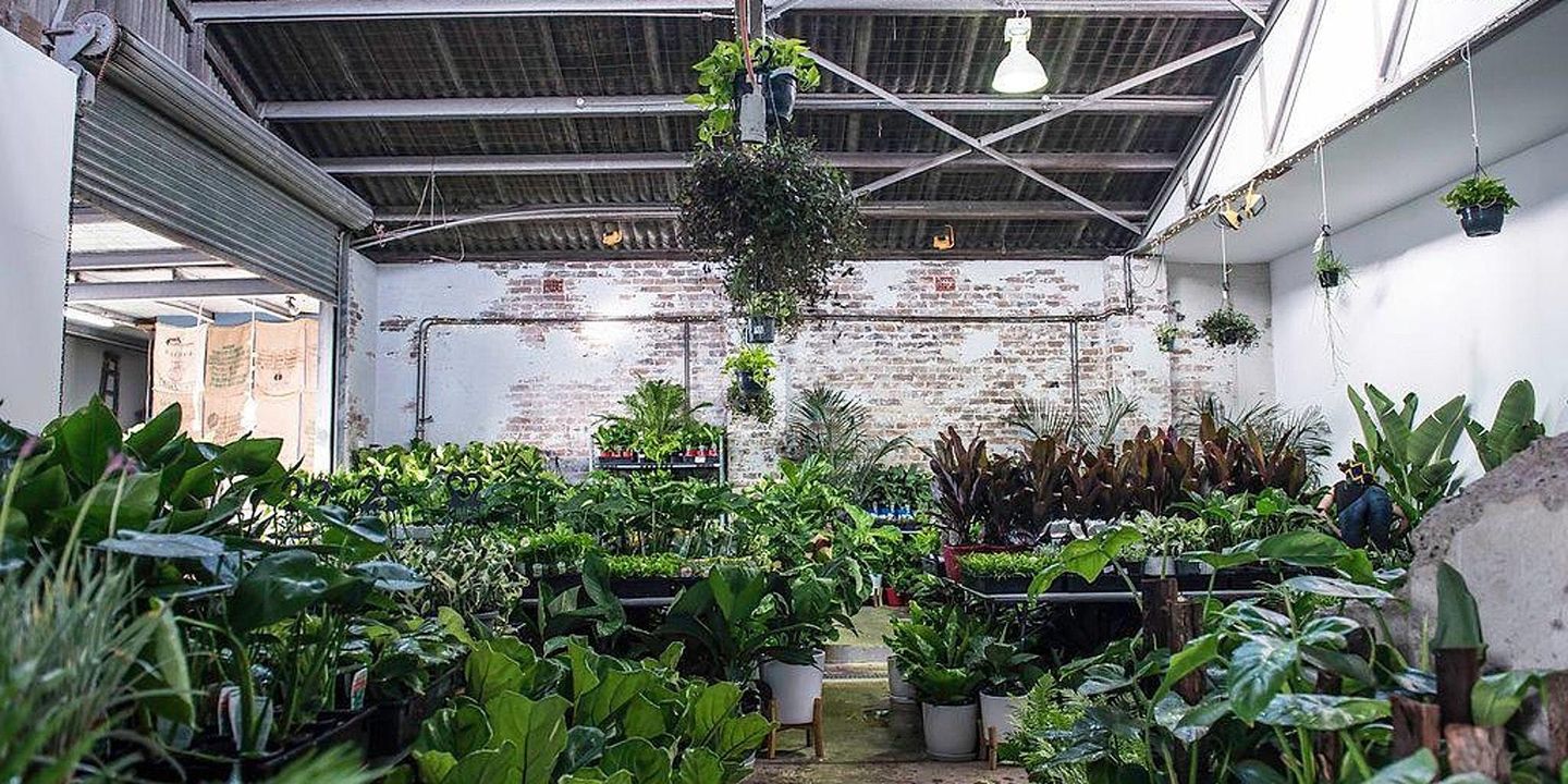 Perth - Huge Indoor Plant Warehouse Sale - Springtime Splendour, Perth, Western Australia, Australia
