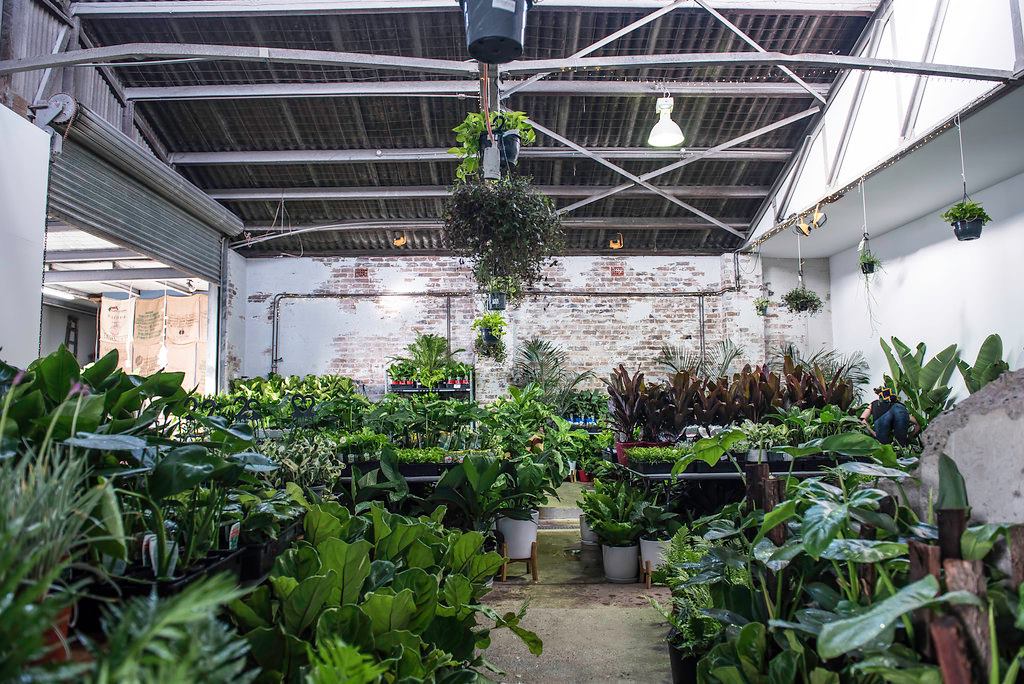 Melbourne Virtual Pop-up shop - Huge Indoor Plant Sale, Online Event