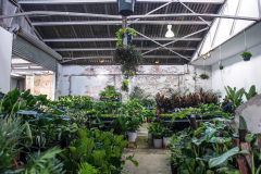 Melbourne Virtual Pop-up shop - Huge Indoor Plant Sale