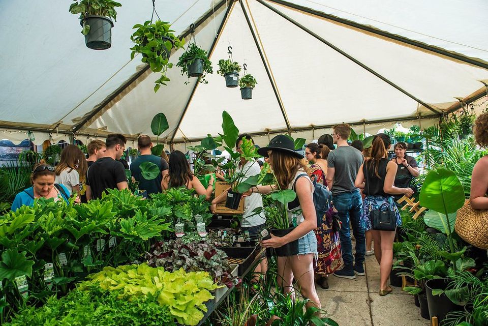 Sydney Virtual Pop-up shop - Huge Indoor Plant Sale, Online Event