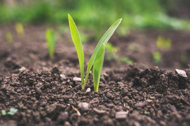 Training on Monitoring and Evaluation for Agriculture and Rural Development, Online Event