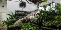Melbourne Virtual Pop-up shop - Huge Indoor Plant Sale