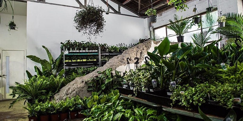 Geelong Virtual Pop-up shop - Huge Indoor Plant Sale, Online Event
