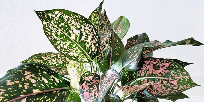 Adelaide - Huge Indoor Plant Warehouse Sale - Rare Plant Party, Online Event