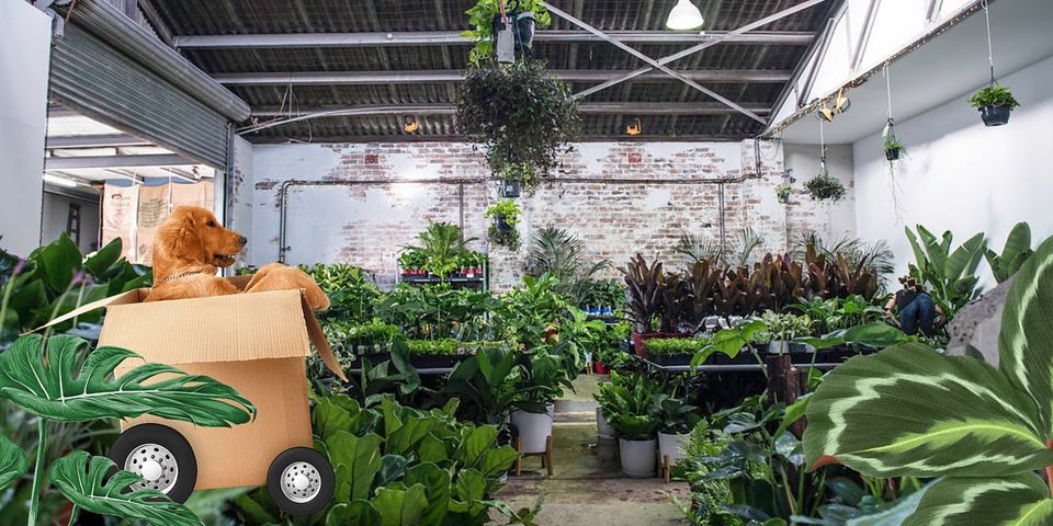 Brisbane - Huge Indoor Plant Warehouse Sale - Mystery Location, Brisbane, Queensland, Australia