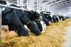 Dairy Cow Feeding And Management For Improved Milk Quantity And Enhanced Milk Quality
