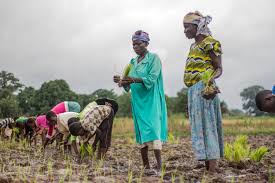 Mainstreaming Gender Approaches To Agricultural Extension Practices, Nairobi, Kenya