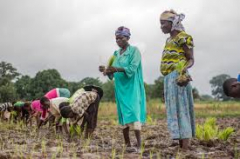 Mainstreaming Gender Approaches To Agricultural Extension Practices