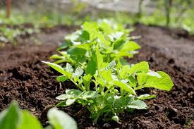 Organic Farming For Nutritious And Healthy Food Crops Production, Nairobi, Kenya