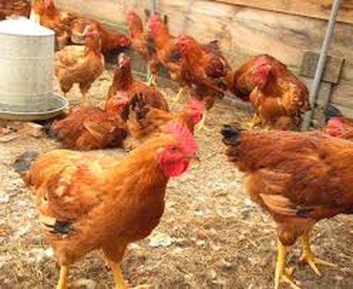 Poultry Farming For Food Security And Poverty Eradication, Nairobi, Kenya