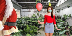 Sydney - Feel Good - Indoor Plant Warehouse Sale - Christmas Party!
