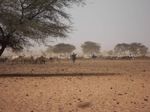 Training Course in Enhancing Economic Opportunities for Resilient Pastoral Livelihoods, Nairobi, Kenya