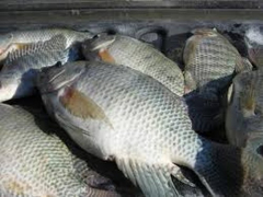 Training Course in Fish farming for food security and improved livelihoods
