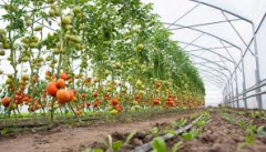 Training Course in Horticultural Crops Value Addition for Food Security
