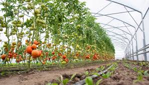 Training Course in Horticultural Crops Value Addition for Food Security, Nairobi, Kenya