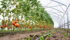 Training Course in Horticultural Crops Value Addition for Food Security