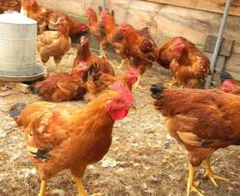 Training Course in Poultry Farming for Food Security and Poverty Eradication