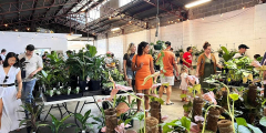 Brisbane - Indoor Plant Warehouse Sale - Summertime Madness!