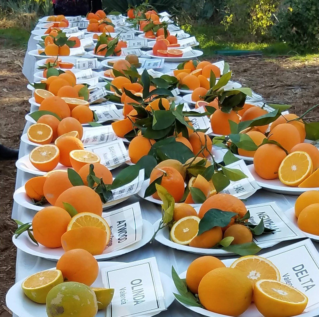 2022 Virtual Citrus Clinic hosted by the University of Arizona Cooperative Extension Master Gardener, Online Event