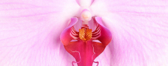 After Dark: Sexplorations