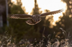 For the Birds: Owls of British Columbia