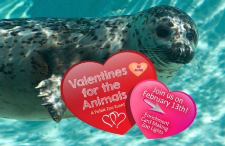 Valentines for the Animals at the Alaska Zoo, Anchorage, Alaska, United States