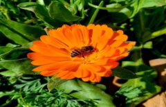 Plant Sale