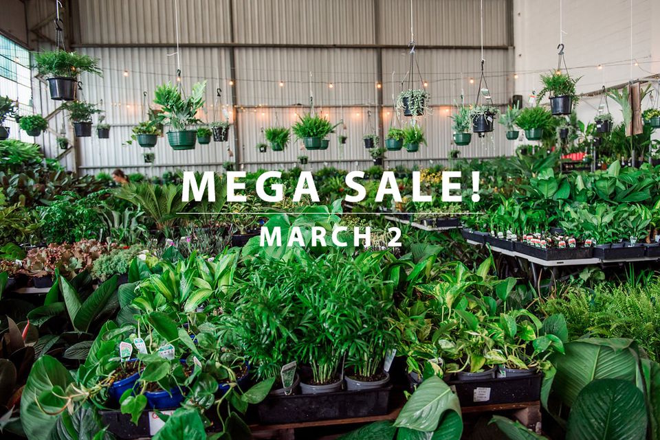 Australia’s Biggest Online Indoor Plant Sale!, Online Event