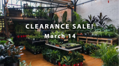Sydney - Clearance Sale - Up to 50% off all Plants!