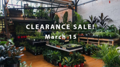 Melbourne - Clearance Sale - Up to 50% off all Plants!