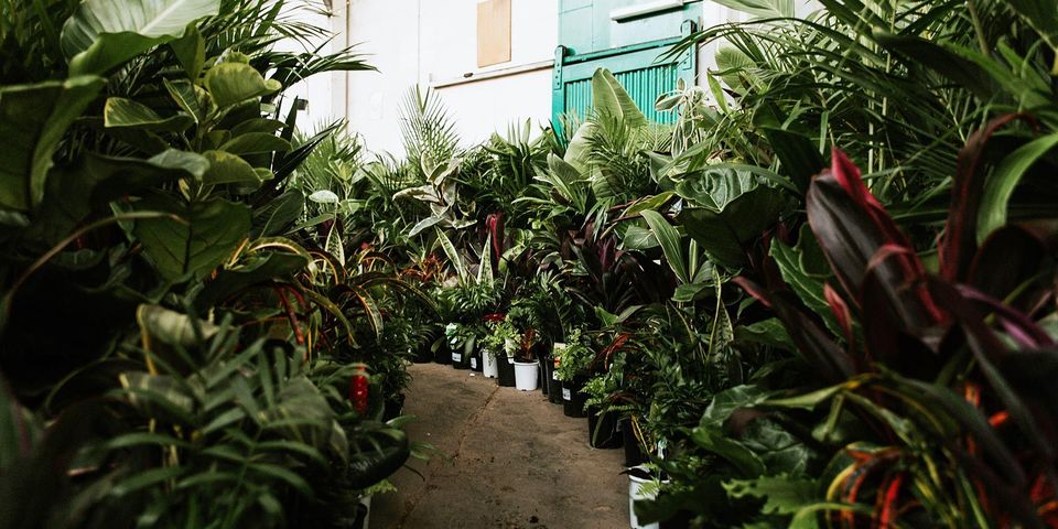 Perth - Huge Indoor Plant Warehouse Sale, Perth, Western Australia, Australia