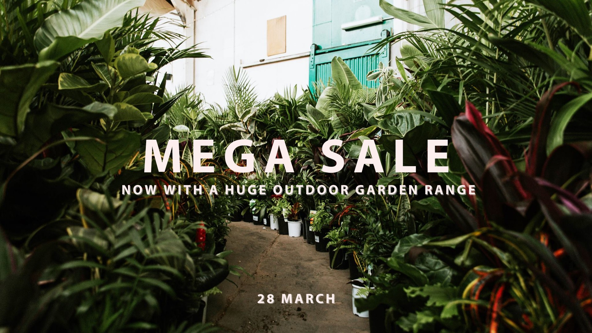 The Jungle Collective Mega Online Plant Sale!, Online Event