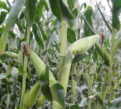 Food Security Policies Formulation and Effective Implementation in Developing Countries