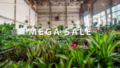 Sydney - Australia’s Biggest Online Indoor Plant Sale!